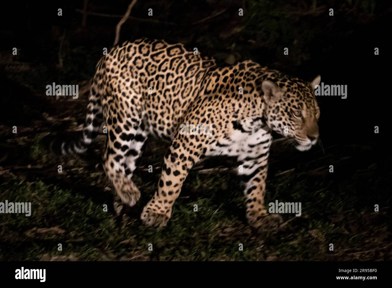 Jaguar di notte nel pantanal Foto Stock