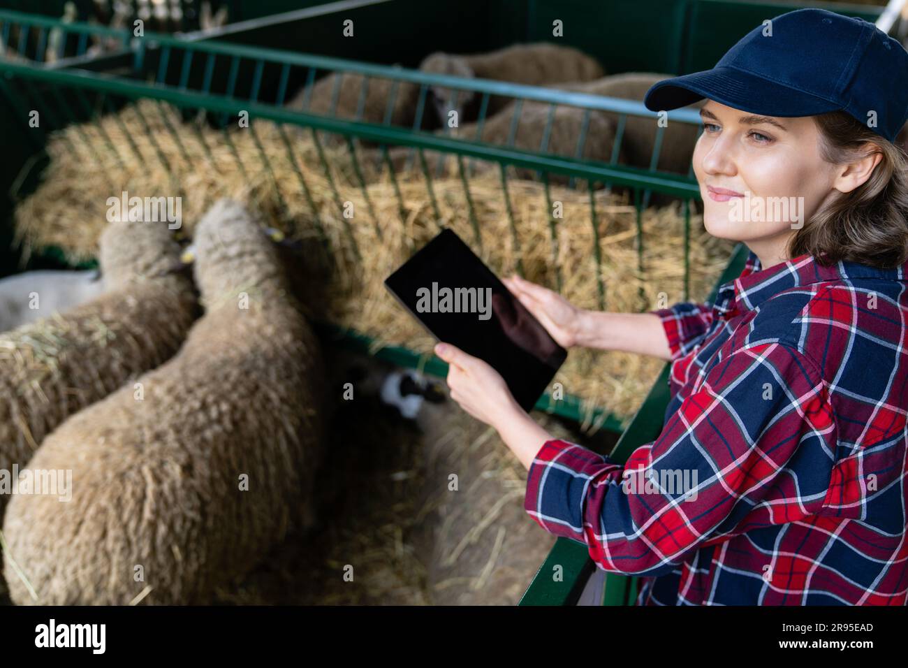 Donna contadina con tablet in un ovile. Gestione delle mandrie. Foto Stock