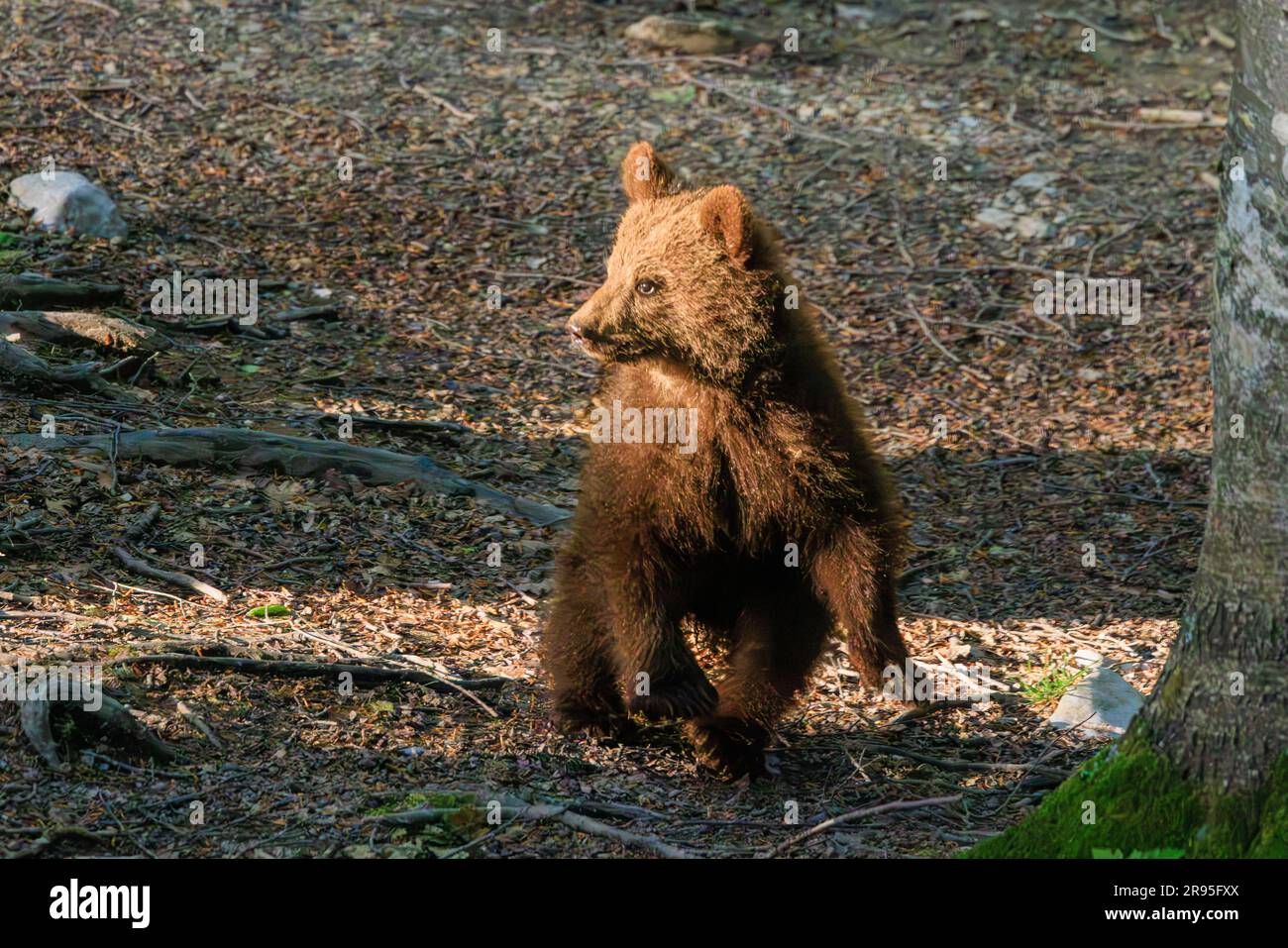 grazioso cucciolo di orso che cammina in una radura forestale al crepuscolo in un tour di osservazione degli orsi in slovenia Foto Stock
