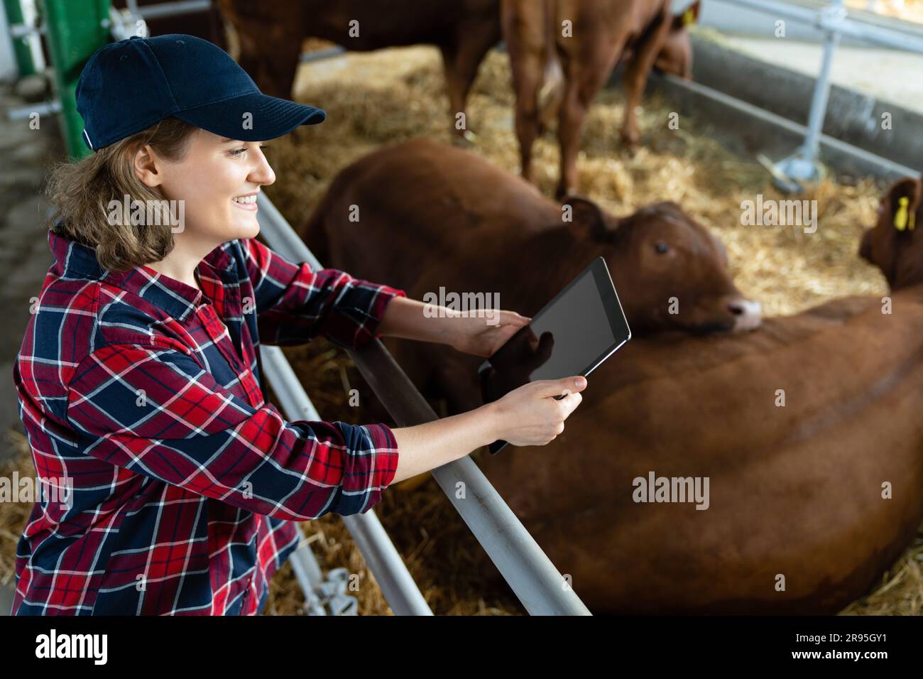 Donna contadina con tablet in una fattoria casearia. Gestione delle mandrie. Foto Stock