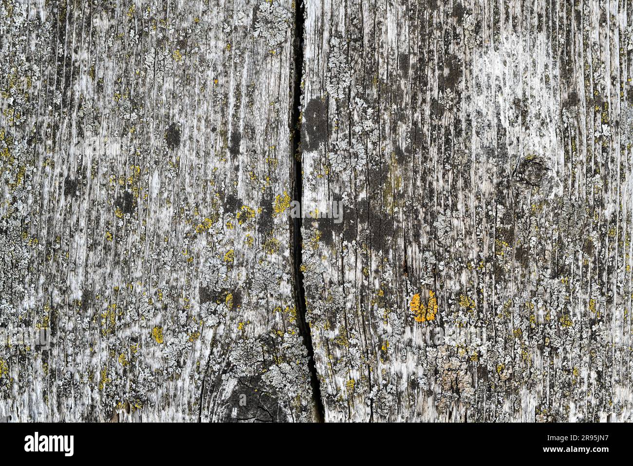 immagine ravvicinata di legno logoro e resistente alle intemperie per il modello di sfondo delle risorse grafiche Foto Stock