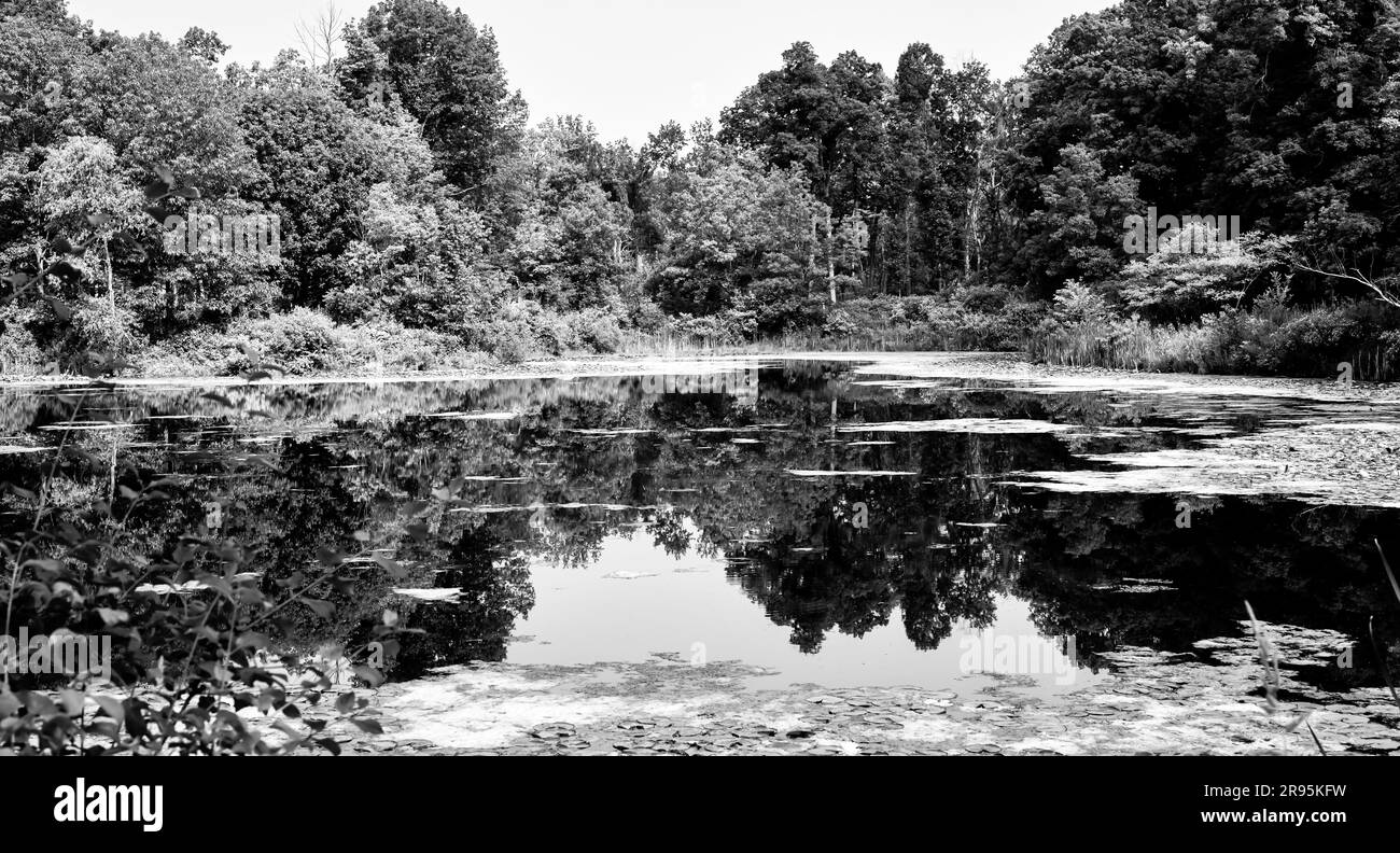 alberi con riflessi a specchio nella calma acqua dello stagno Foto Stock