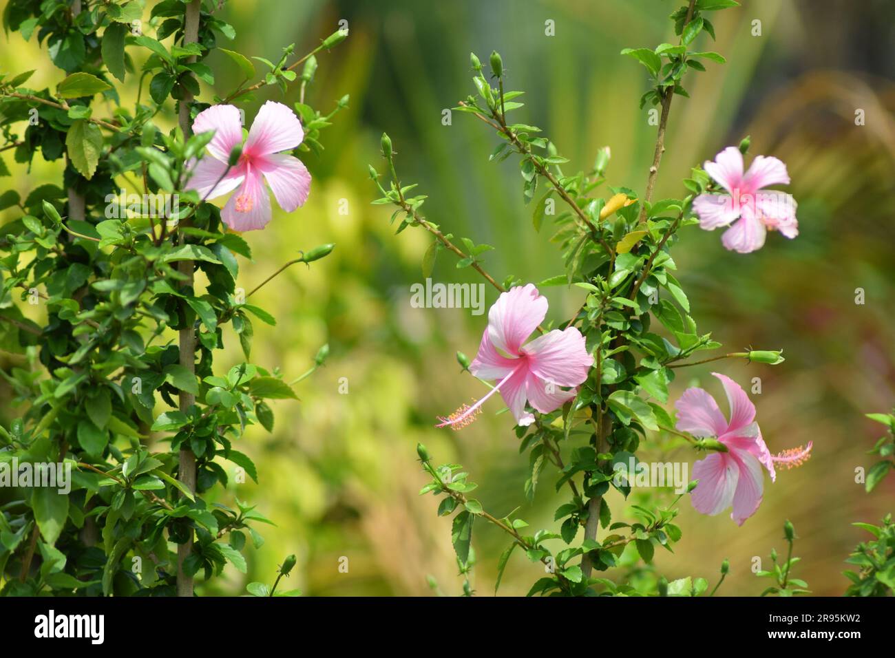 Fiori di ibisco in giardino. Fiori rosa sbocciano nella stagione primaverile. Piante Evergreen. Foto Stock