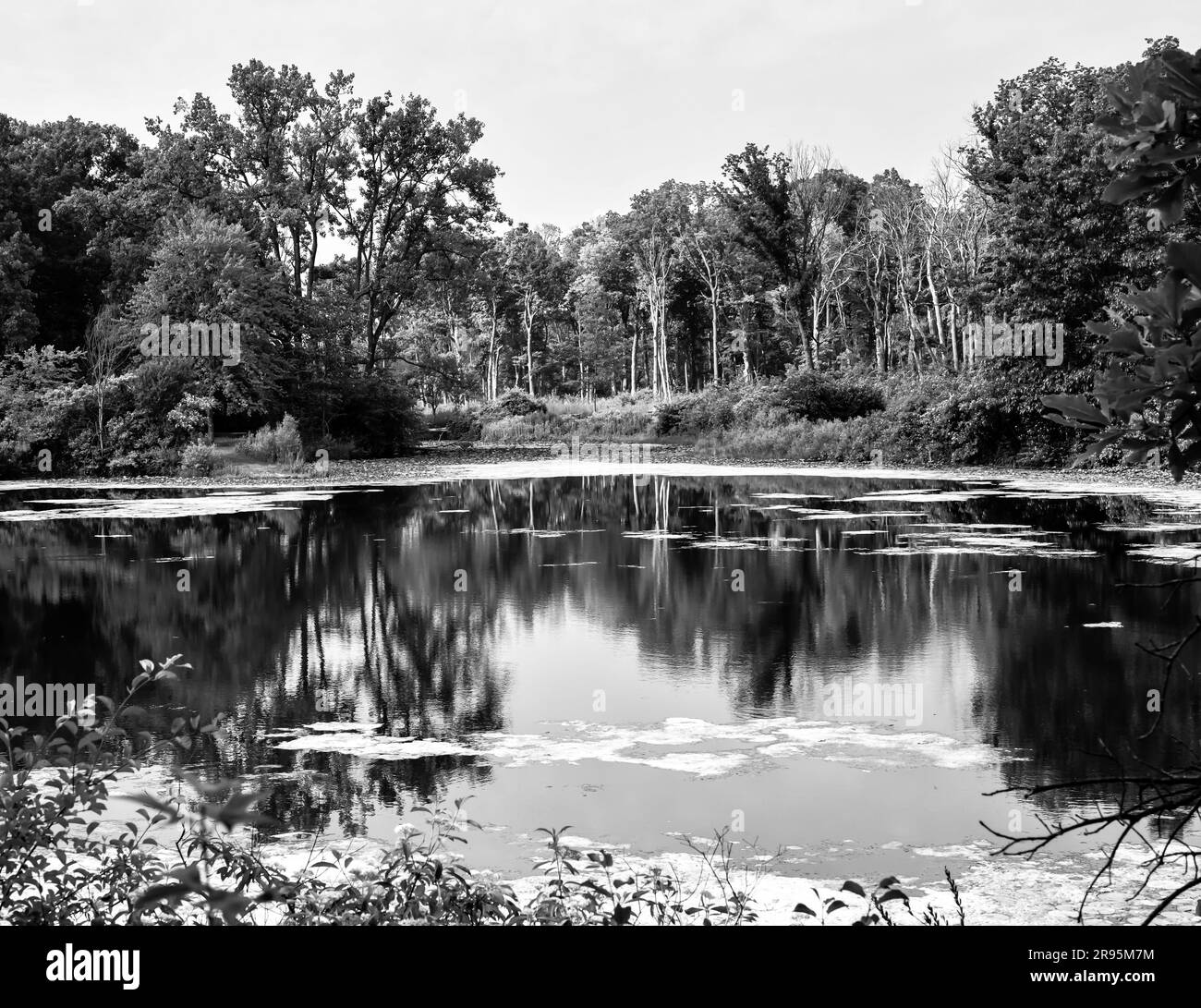 alberi con riflessi a specchio nella calma acqua dello stagno Foto Stock