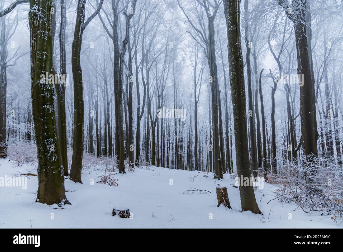 Splendido paesaggio montano invernale con alti alberi pieni di neve nascosti nella fitta nebbia Foto Stock