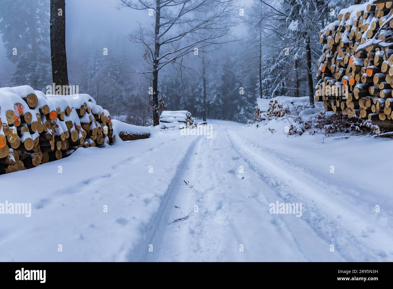 Splendido paesaggio invernale di sentieri di montagna pieni di neve fresca e bianca con alberi alti intorno Foto Stock