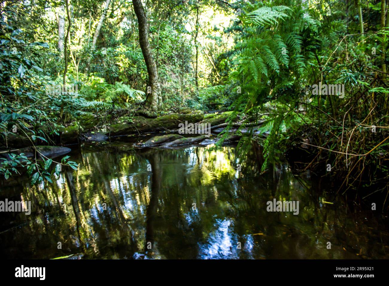Una piccola e tranquilla piscina d'acqua nascosta, nella Foresta di Tsitsikamma, Sudafrica, che riflette la baldacchino, Foto Stock