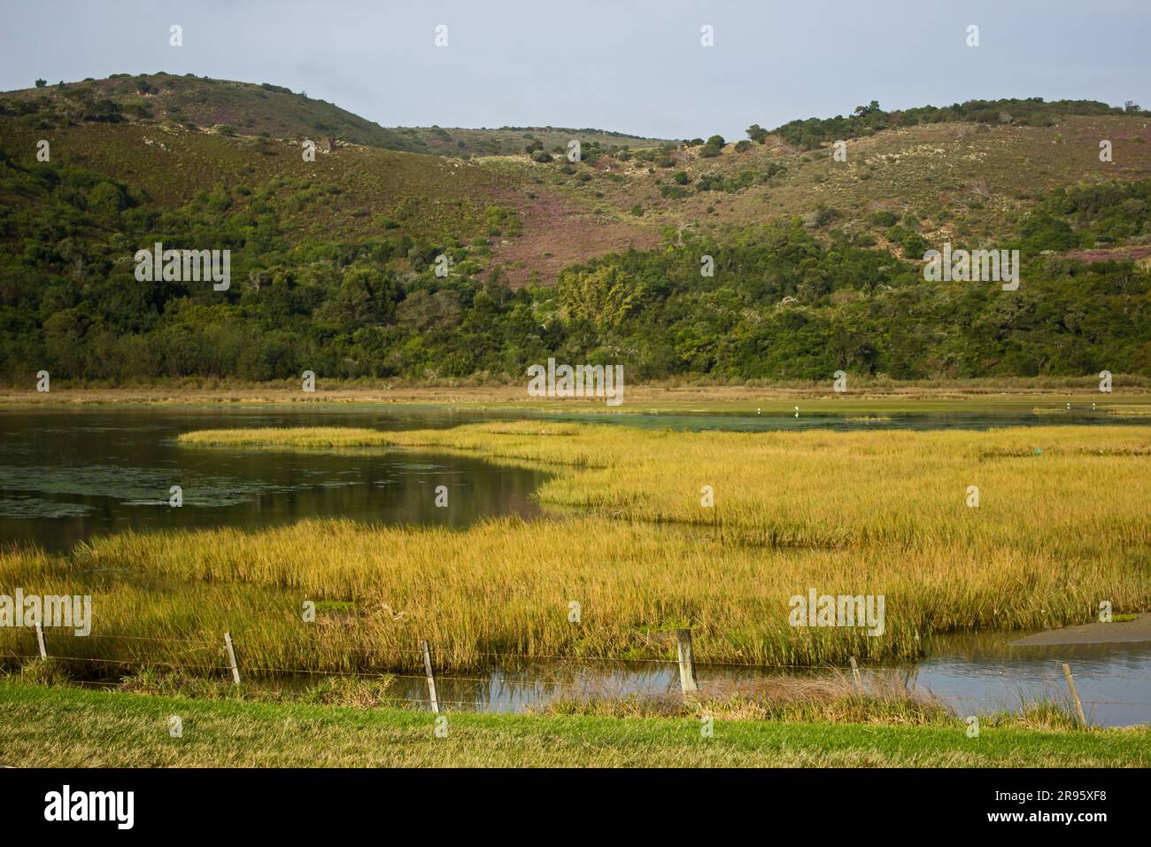Affacciato sulla laguna di Knysna Foto Stock