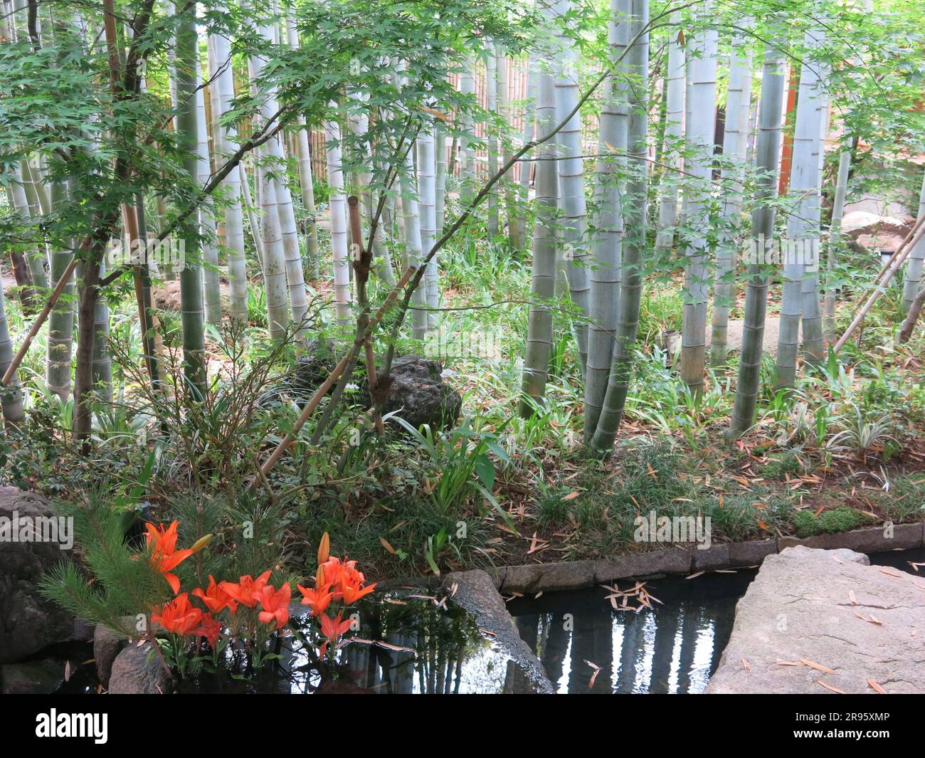 I giardini del Museo Kibibi a Kurashiki forniscono un'oasi di calma con sentieri serpeggianti attraverso un boschetto di bambù, con piscine riflettenti e gigli arancioni. Foto Stock