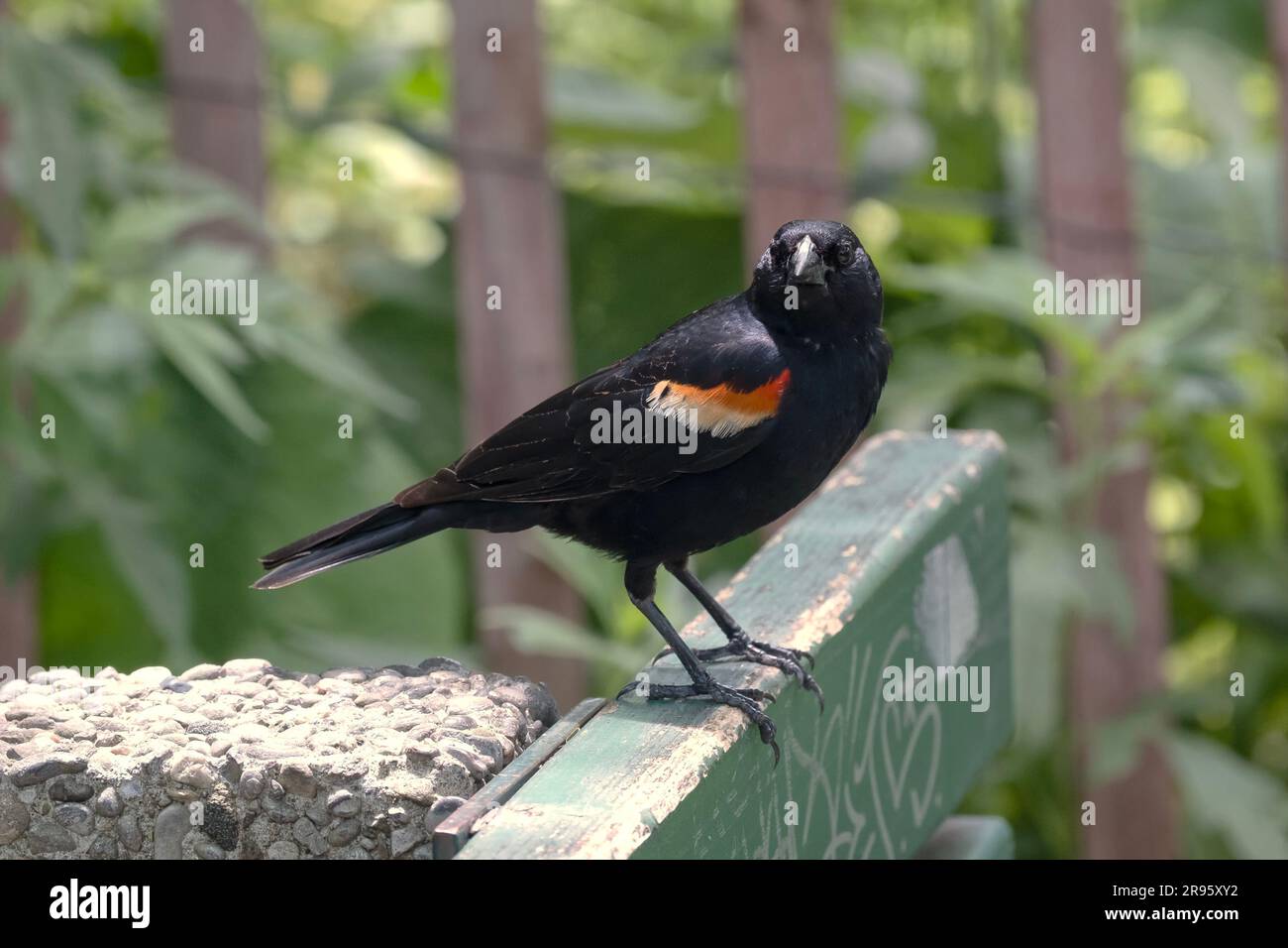 Red Wing Blackbird sul retro della panchina guardando l'obiettivo Foto Stock