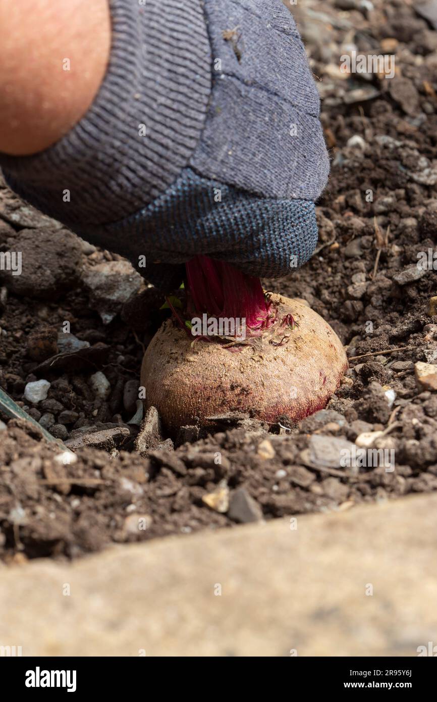 Persona che tira barbabietole da un orto. Fai crescere il tuo concetto Foto Stock