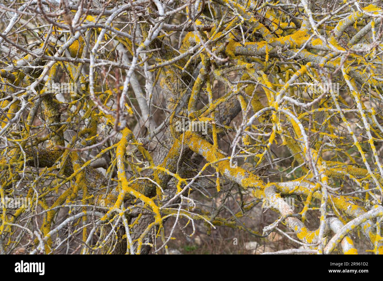 Muschio giallo su un albero Foto Stock