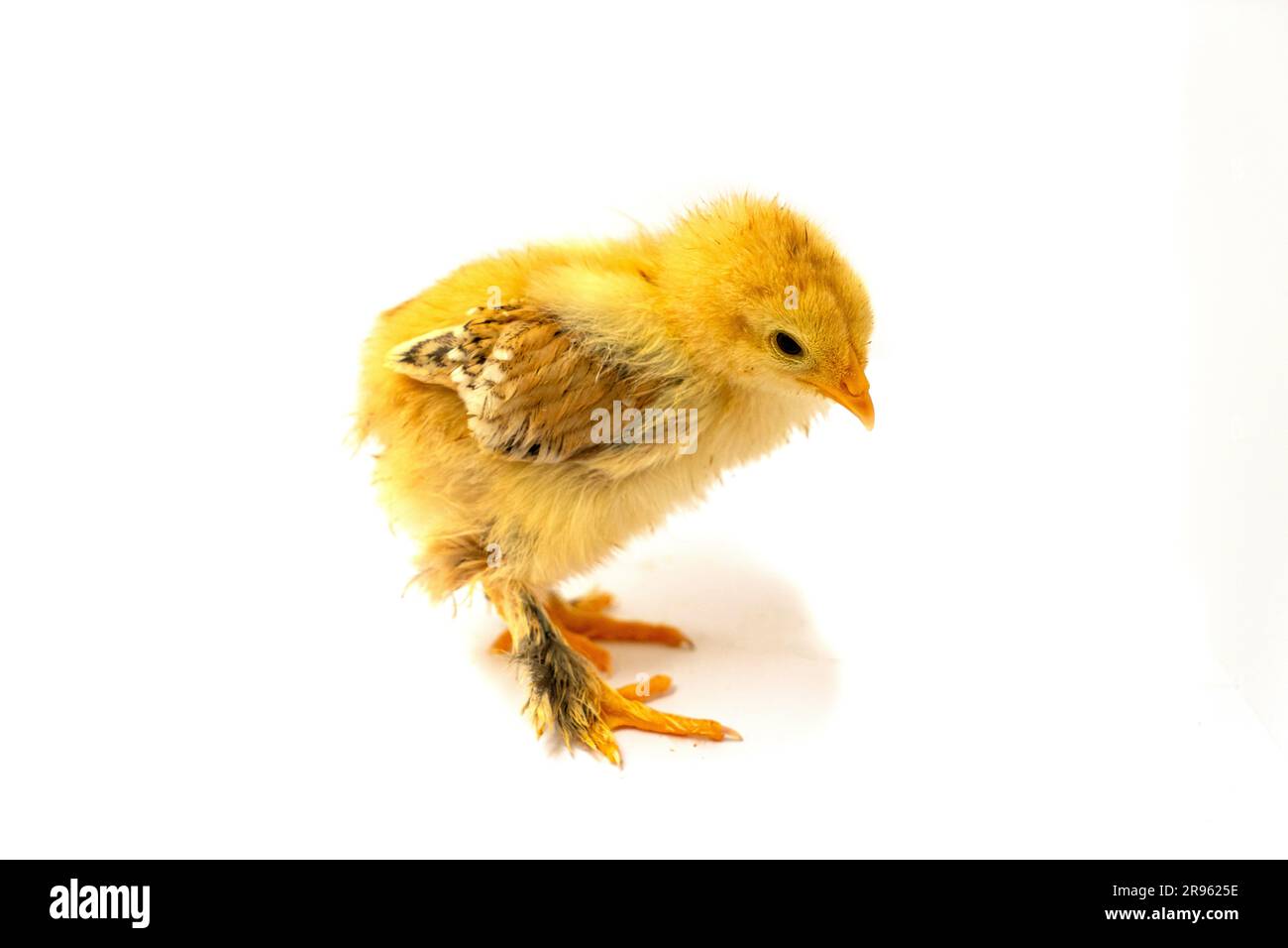 Pulcino Brahma giallo su sfondo bianco, messa a fuoco selettiva Foto Stock