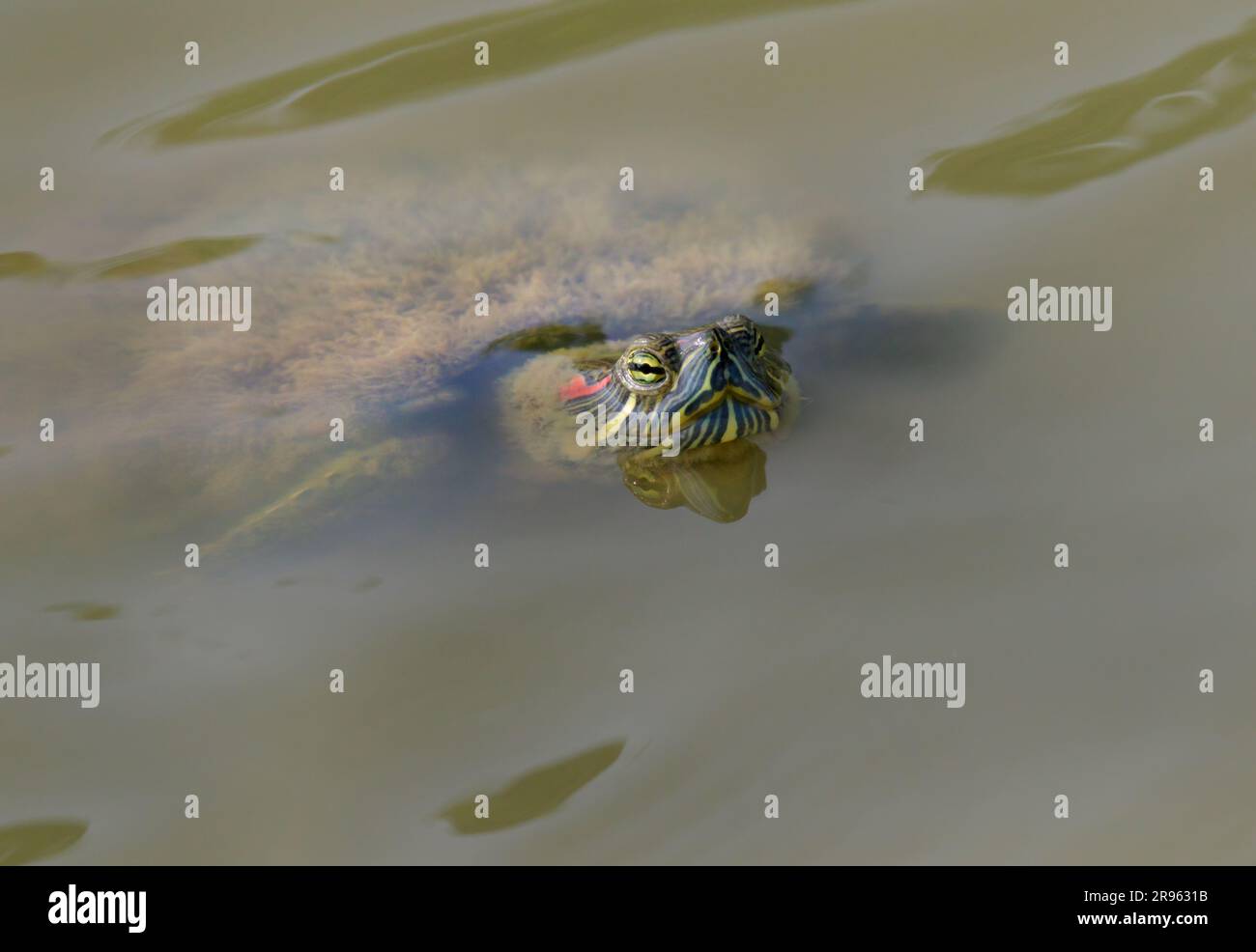 Vecchio cursore dalle orecchie rosse (Trachemys scripta elegans) con il guscio coperto da erbacce d'acqua che guardano dall'acqua di un lago, zona di Houston, Texas, USA. Foto Stock