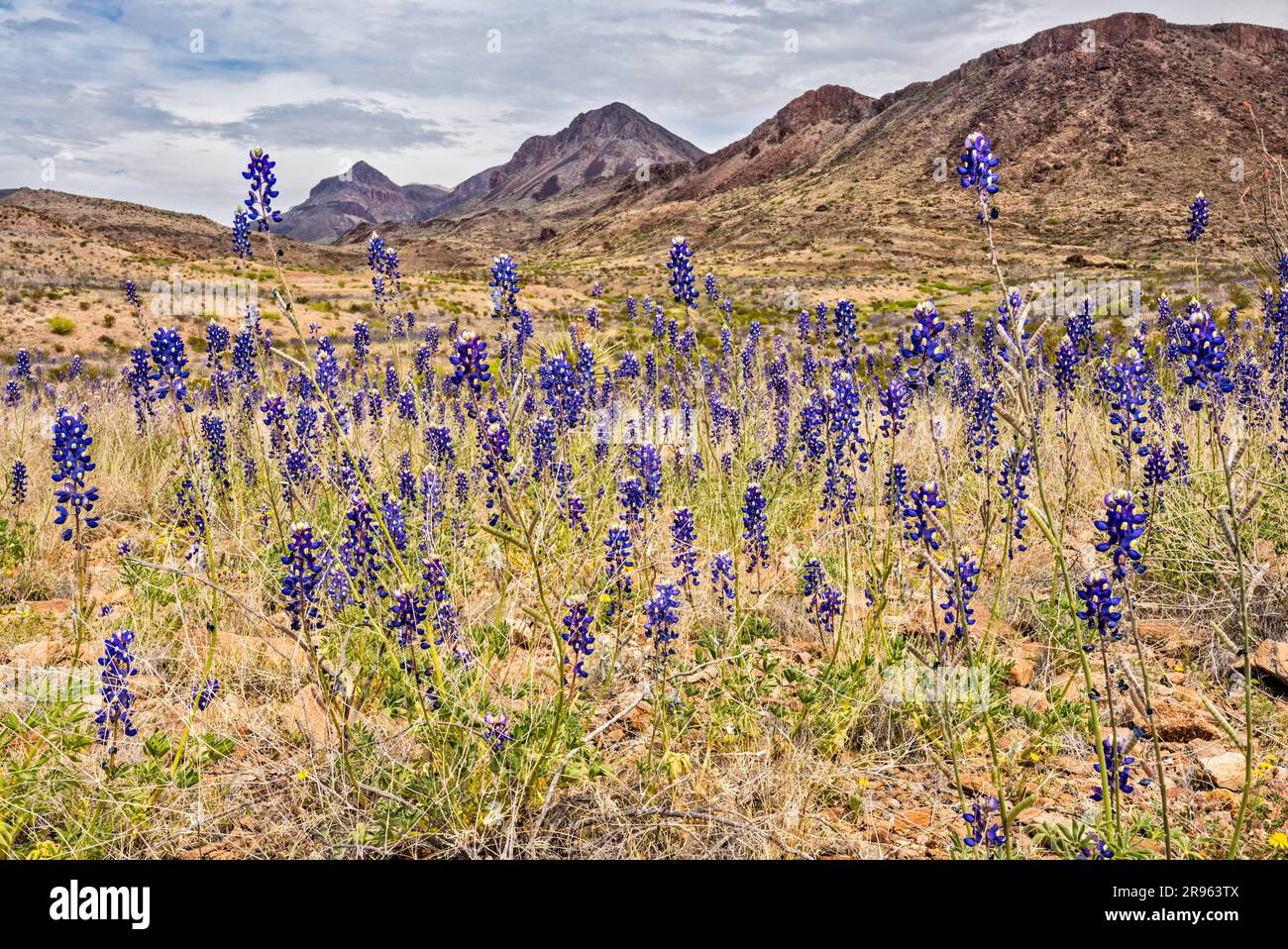 Bluebonnets in fiore a marzo, Ross Maxwell Scenic Drive, Chihuahuan Desert, Big Bend National Park, Texas, USA Foto Stock