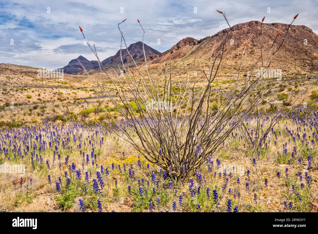 Ocotillo, bluebonnet in fiore a marzo, Ross Maxwell Scenic Drive, Chihuahuan Desert, Big Bend National Park, Texas, USA Foto Stock