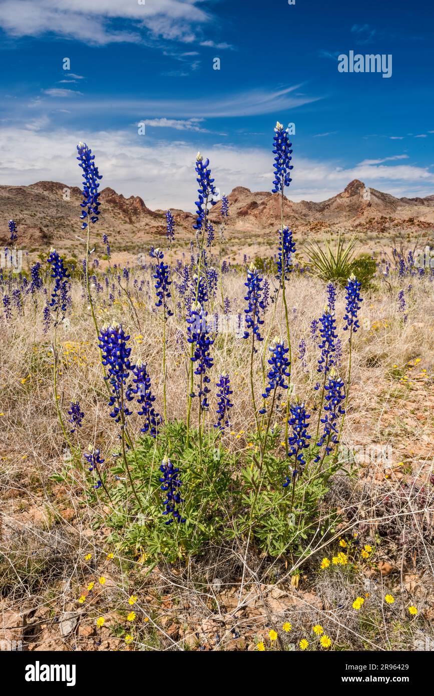 Bluebonnets in fiore a marzo, Ross Maxwell Scenic Drive, Chihuahuan Desert, Big Bend National Park, Texas, USA Foto Stock
