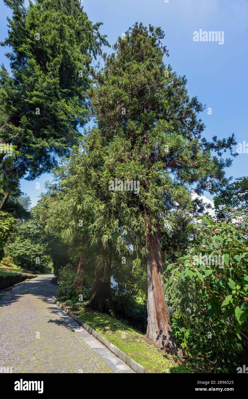 Cedro rosso giapponese Cryptomeria japonica primo piano dell'albero Foto Stock