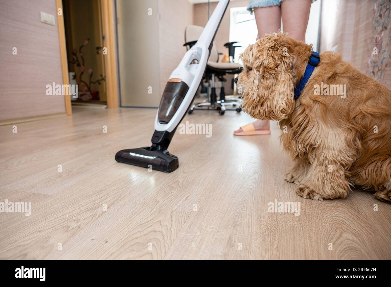 Il cane sta osservando la pulizia in casa con un aspirapolvere. Concentrati sul cane. Foto Stock