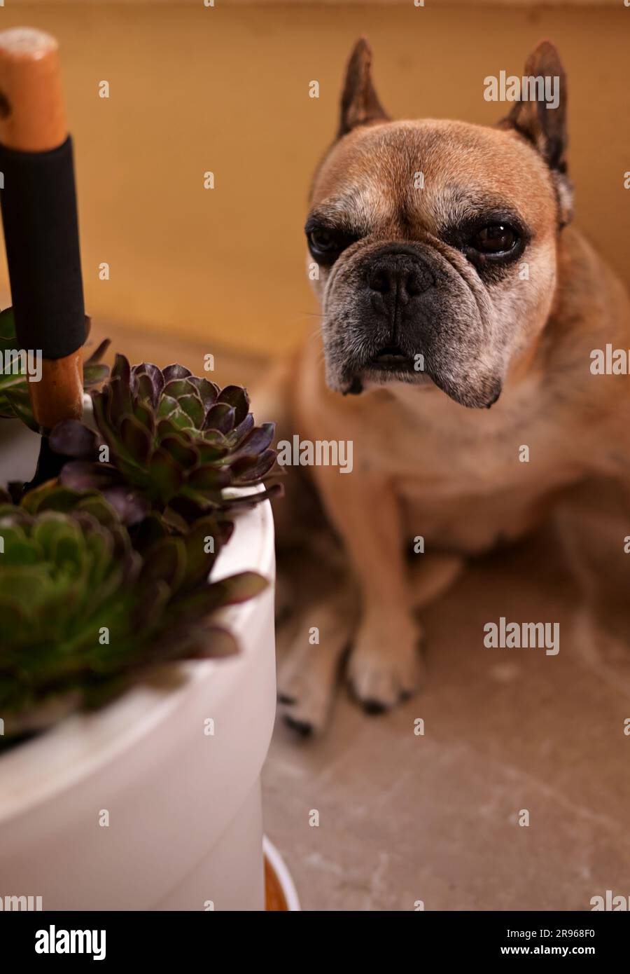 Il bulldog francese beige si trova sul balcone. Sullo sfondo ci sono vasi di fiori. Il cane guarda con attenzione al pavimento Foto Stock