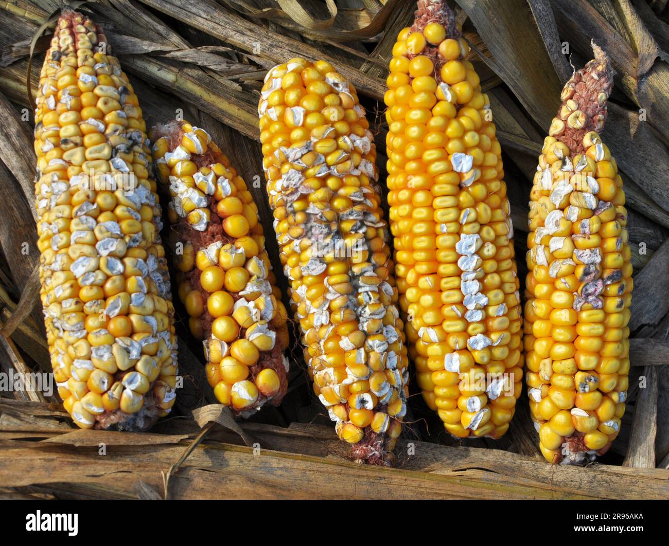 Il grano delle pannocchie di mais fa male, che è causato dall'alimentazione irregolare di acqua alla pianta durante la maturazione del grano. Foto Stock