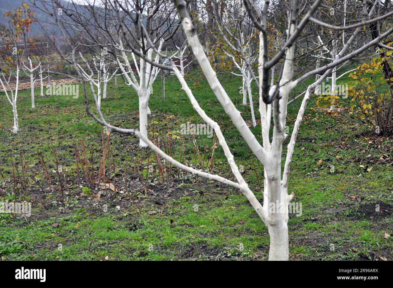 Vernice Protettiva Bianca Per Alberi 525 Ml | Traspirante E Anticrepa | Resistente Alle Intemperie | Per Tronchi, Recinzioni E Legno Da Giardino