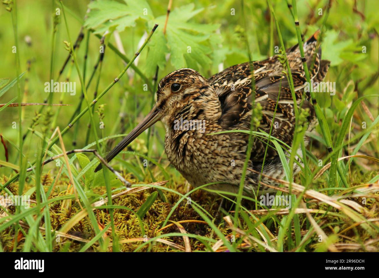 Cecchino comune nella foresta di Asbyrgi in Islanda, bécassine des marais Foto Stock
