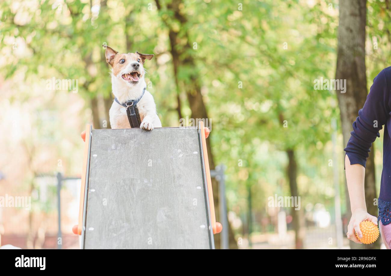 Il formatore utilizza il giocattolo per rinforzare il positivo cane che attraversa il percorso ad ostacoli nel parco per cani Foto Stock