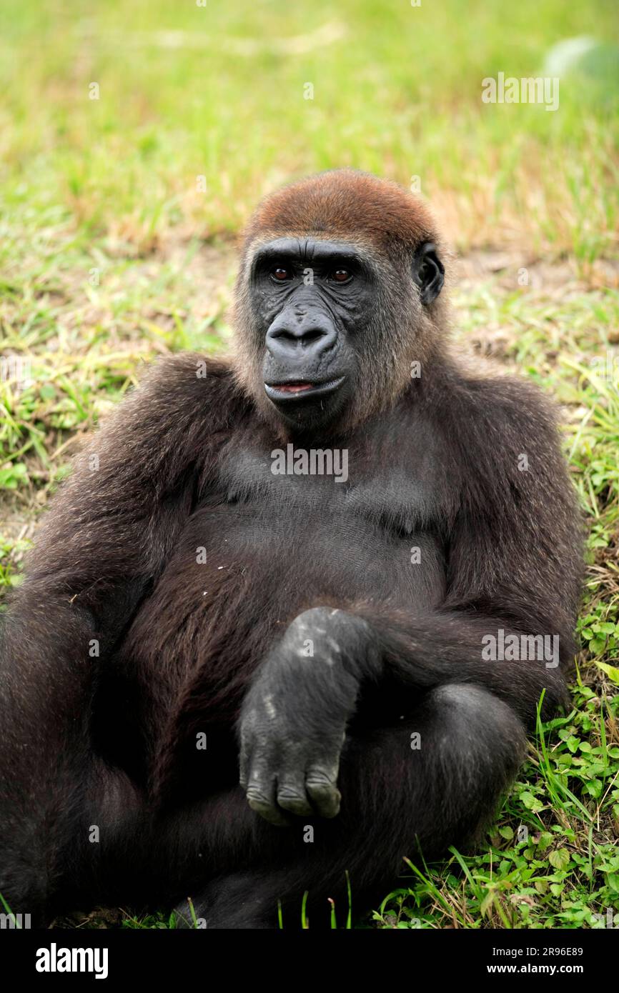 Gorilla di pianura occidentale (gorilla gorilla) (gorilla gorilla), adulto, che dà da mangiare gorilla di Lowland, gorilla di Lowland, gorilla di Lowland, che dà da mangiare a Lowland Foto Stock