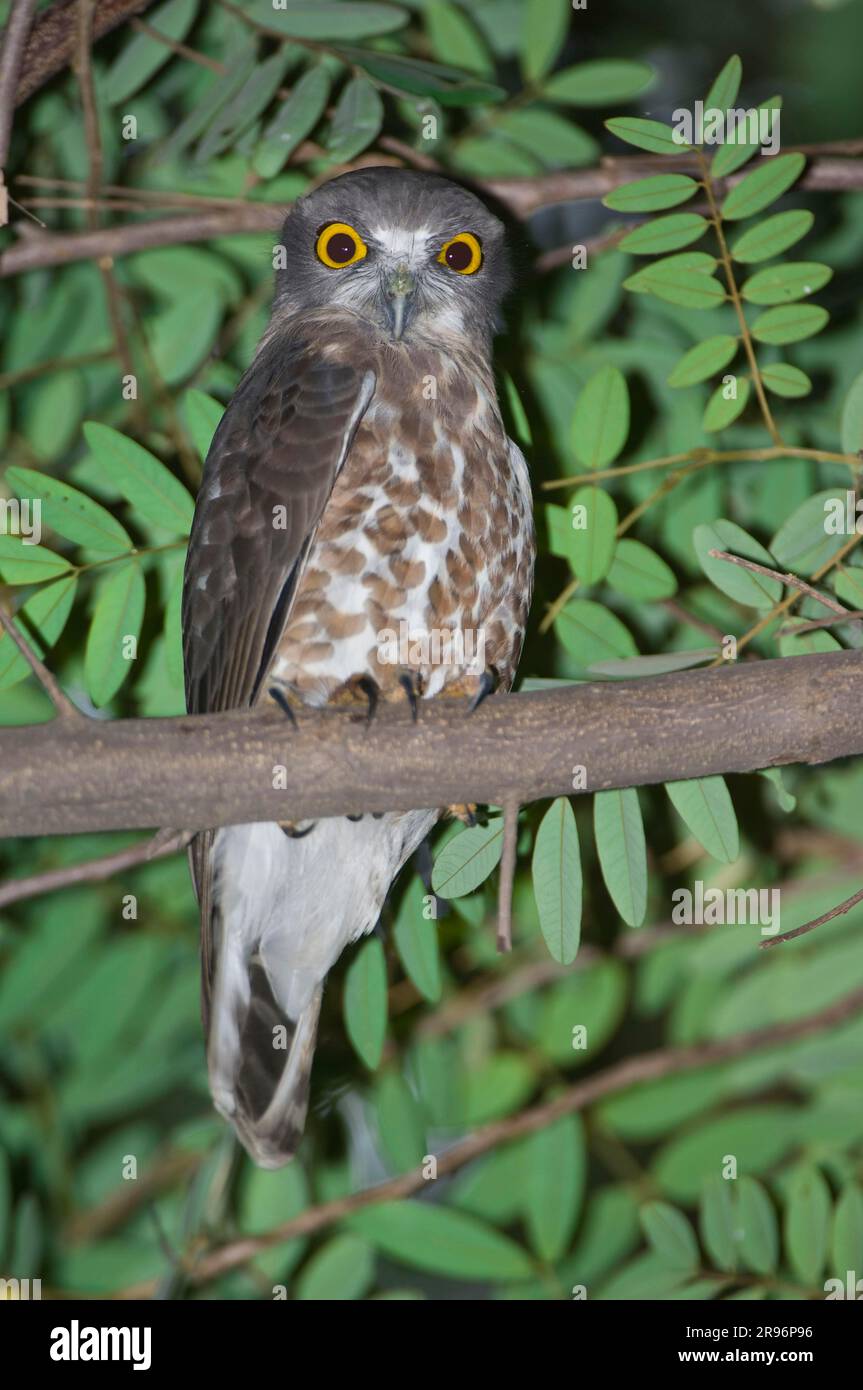 Gufo di Falco, gufo di falco marrone (Ninox scutulata), Ghana, India Foto Stock