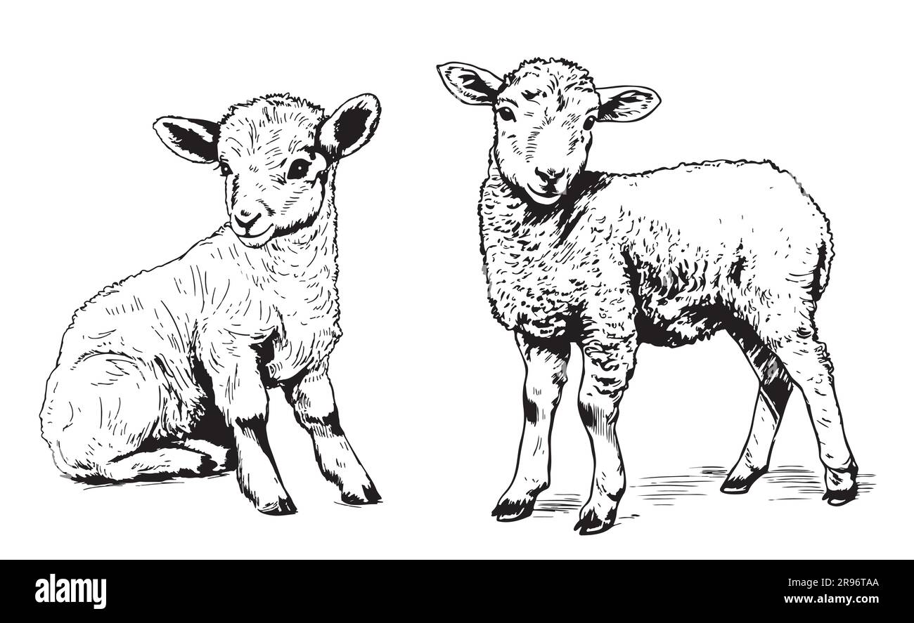 Simpatico schizzo di agnello disegnato a mano in stile doodle Illustrazione Vettoriale