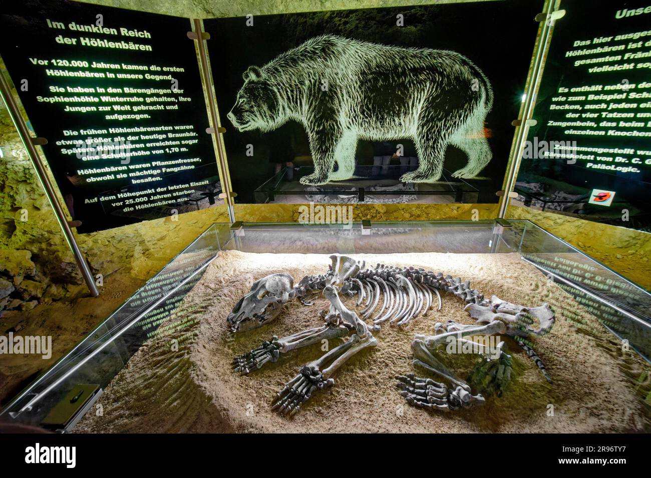 Scheletro di un orso grotta, Sophienhoehle, Rabenstein, Ailsbachtal, Baviera, Germania Foto Stock