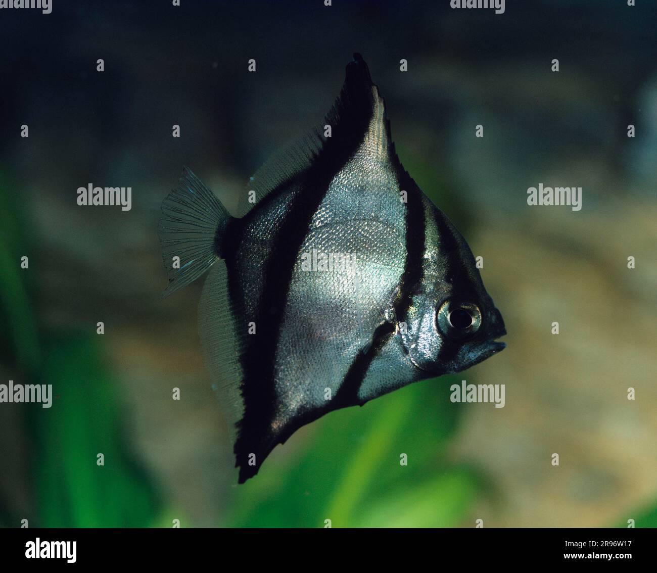 Pesce luna di diamante (Monodactylus argenteus), laterale Foto Stock