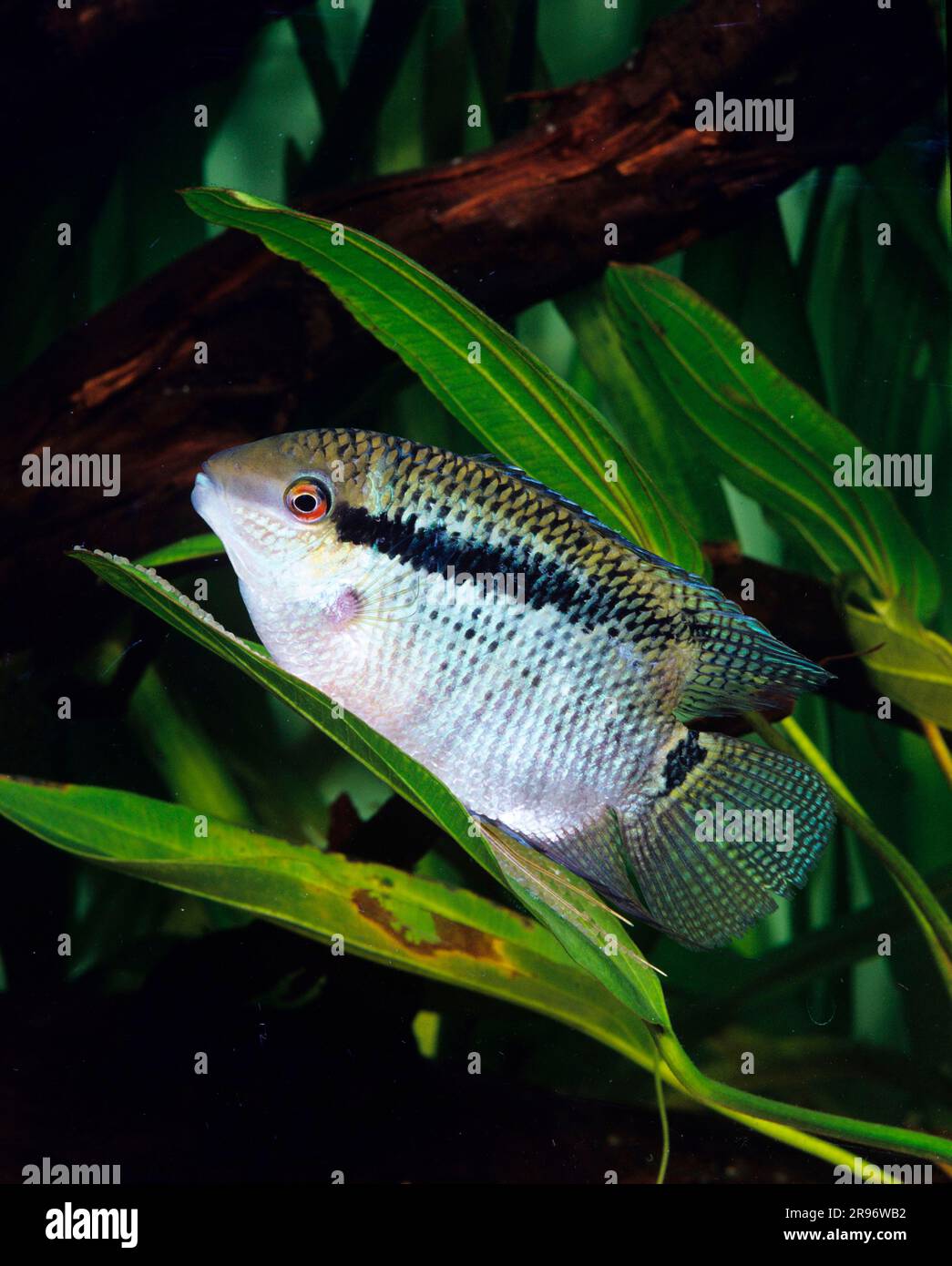 Ciclidi bandiera (Cichlasoma festivum) (Arcara festiva) (Chromys acora) (Cichlasoma festivum) (Cichlasoma insigniae) (Cichlasoma insignis) (Mesonauta Foto Stock