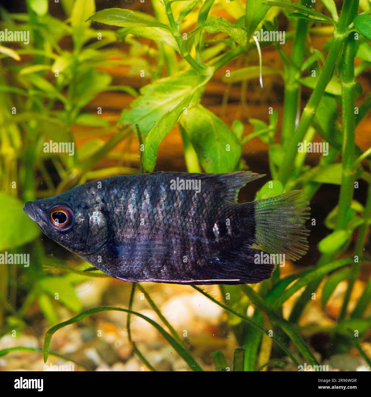 Gourami al cioccolato (Sphaerichthys osphromenoides) (Osohromenus malayanus) (Osphromenus notatus), pagina Foto Stock