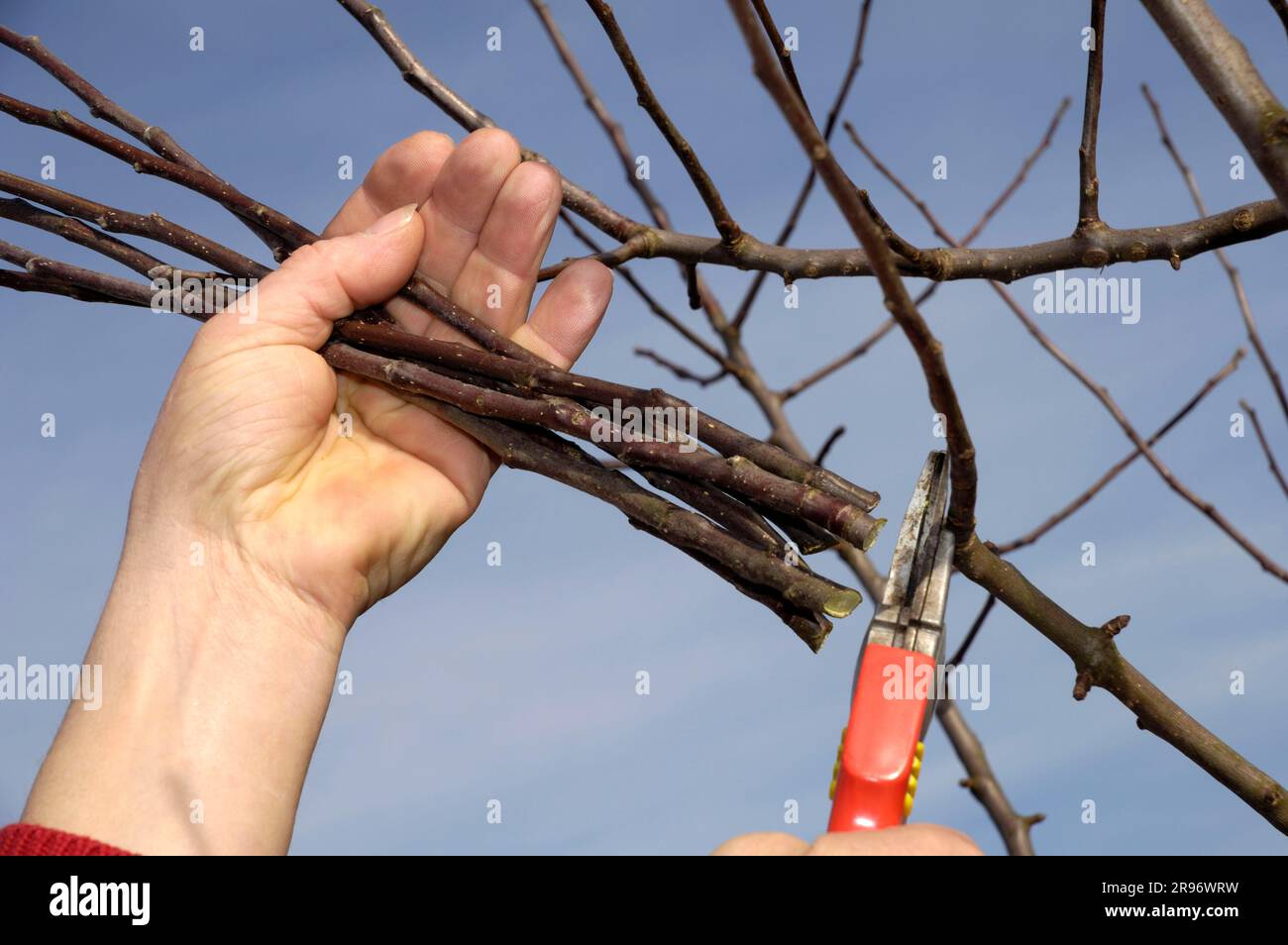 Potatura di alberi da frutto, taglio di viti, cesoie per potatura Foto Stock