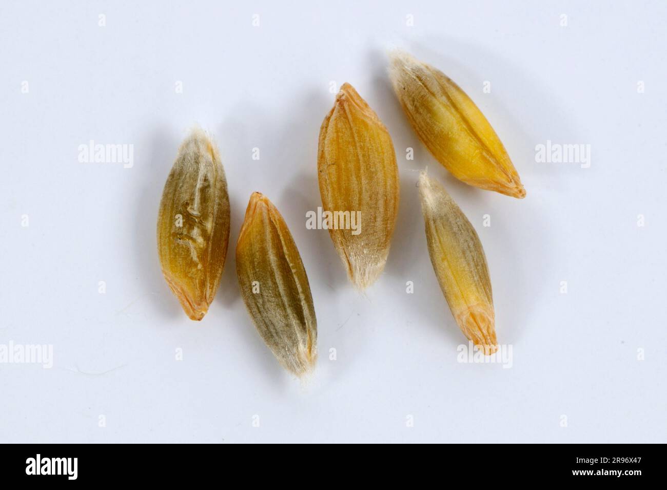 Frumento selvatico (Triticum boeoticum) Foto Stock