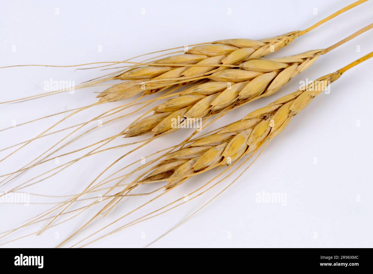 Grano iraniano (Triticum ispahanicum) Foto Stock