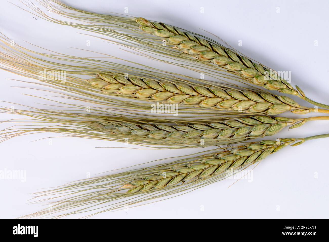 Emmer Wheat 'Bald emmer' (Triticum dicoccon dicoccon) Foto Stock
