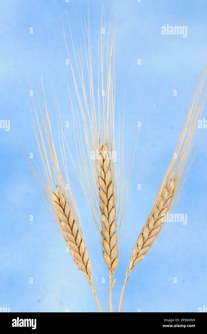 Emmer Wheat (Triticum dicoccon) 'album Foto Stock