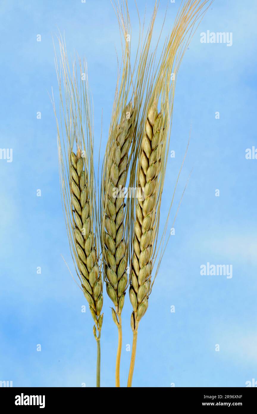 Emmer Wheat 'Bald emmer' (Triticum dicoccon dicoccon) Foto Stock