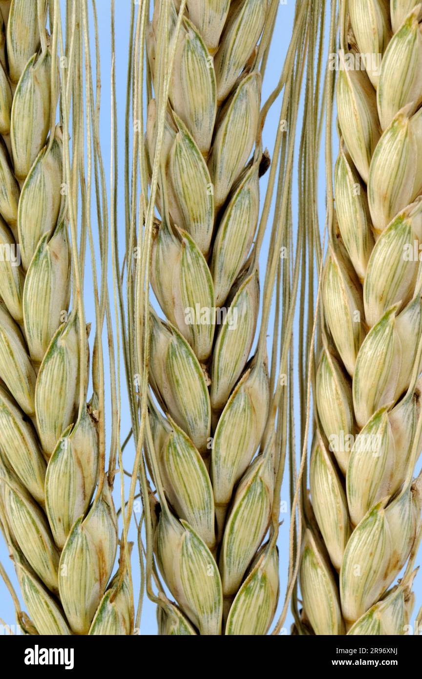 Emmer Wheat 'Bald emmer' (Triticum dicoccon dicoccon) Foto Stock