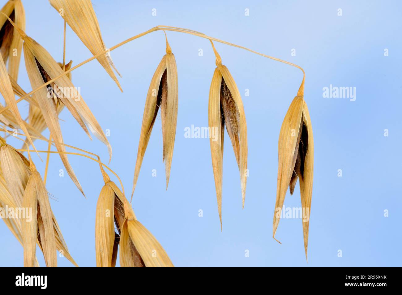 Avena sterile (avena sterilis), avena viva, avena rossa selvatica, avena invernale selvatica Foto Stock