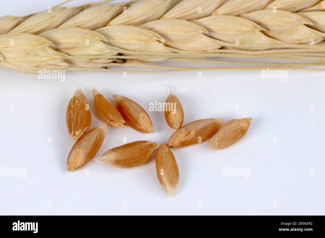 Emmer (Triticum dicoccon) "album", chicchi di grano, chicchi di farro Foto Stock