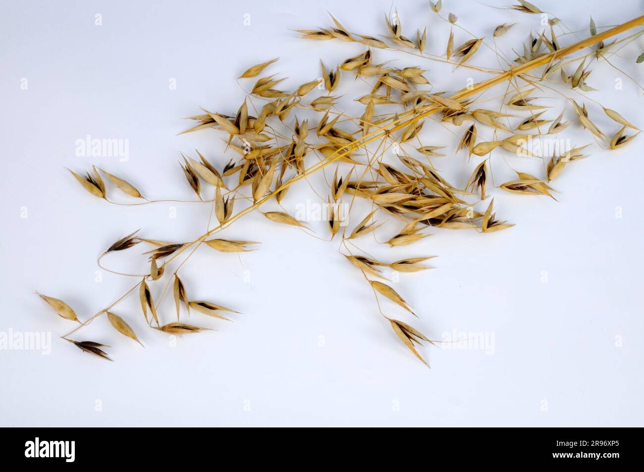 Avena sterile (avena sterilis), avena viva, avena rossa selvatica, avena invernale selvatica Foto Stock