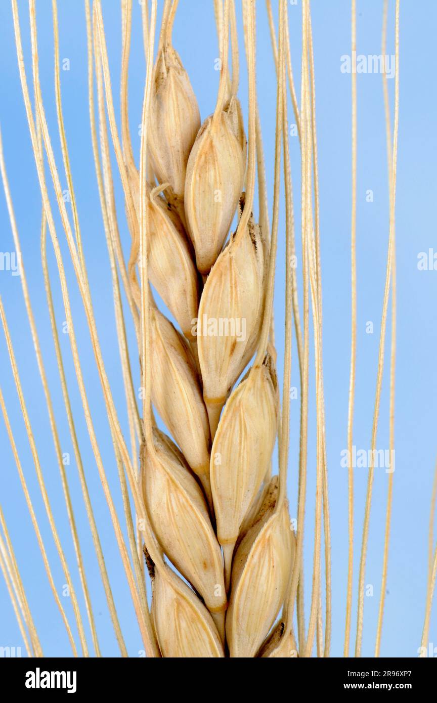 Emmer Wheat (Triticum dicoccon) 'album Foto Stock