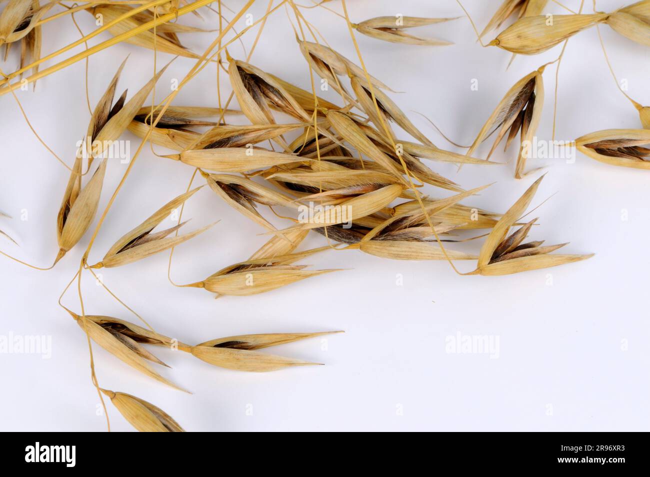 Avena sterile (avena sterilis), avena viva, avena rossa selvatica, avena invernale selvatica Foto Stock