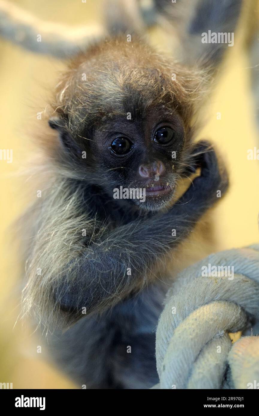 Scimmia ragno con frontone dorato, giovanile (Ateles belzebuth belzebuth) Foto Stock