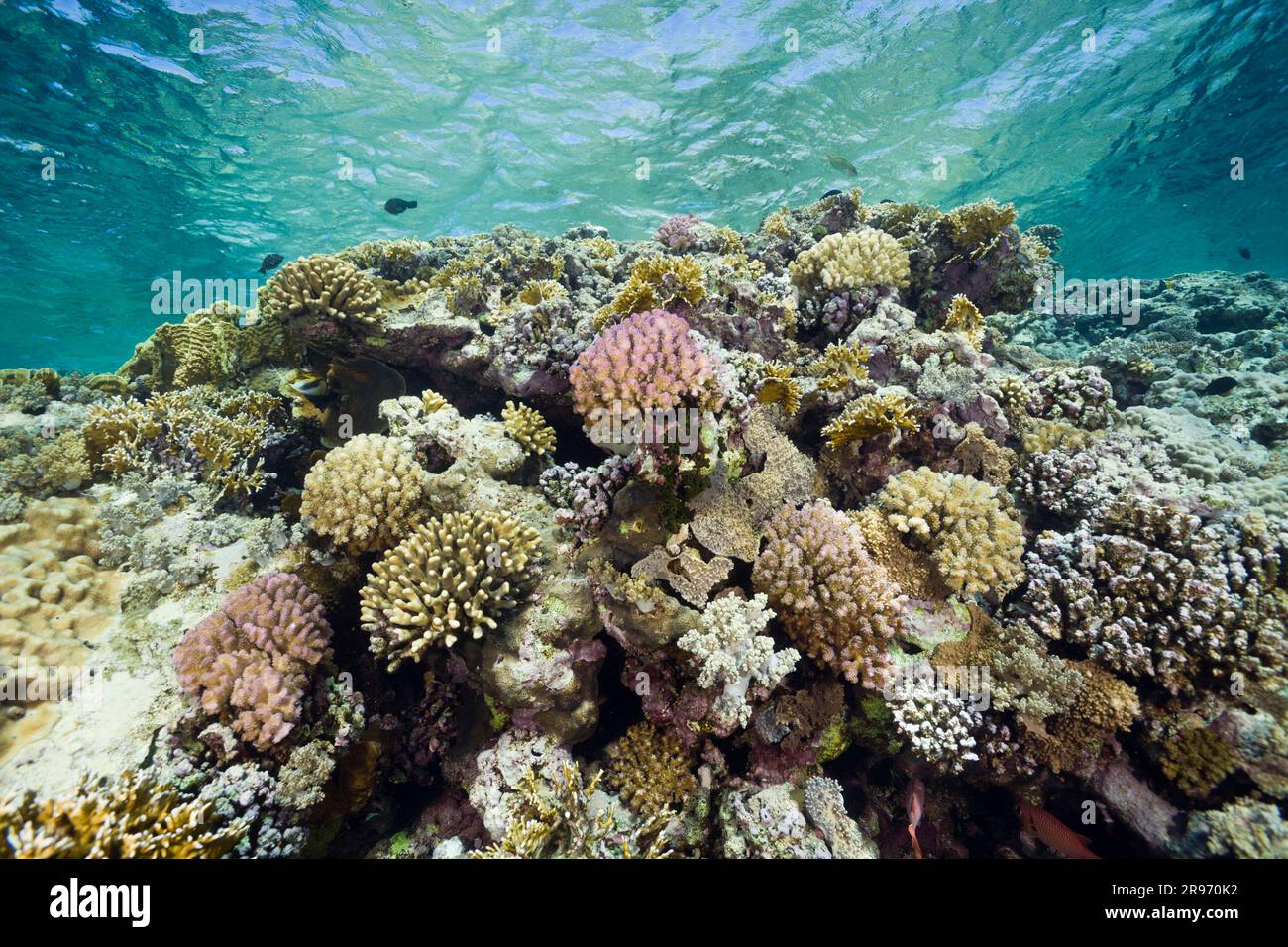 Coralli duri sulla barriera corallina, Elphinestone Reef, Mar Rosso, Egitto Foto Stock