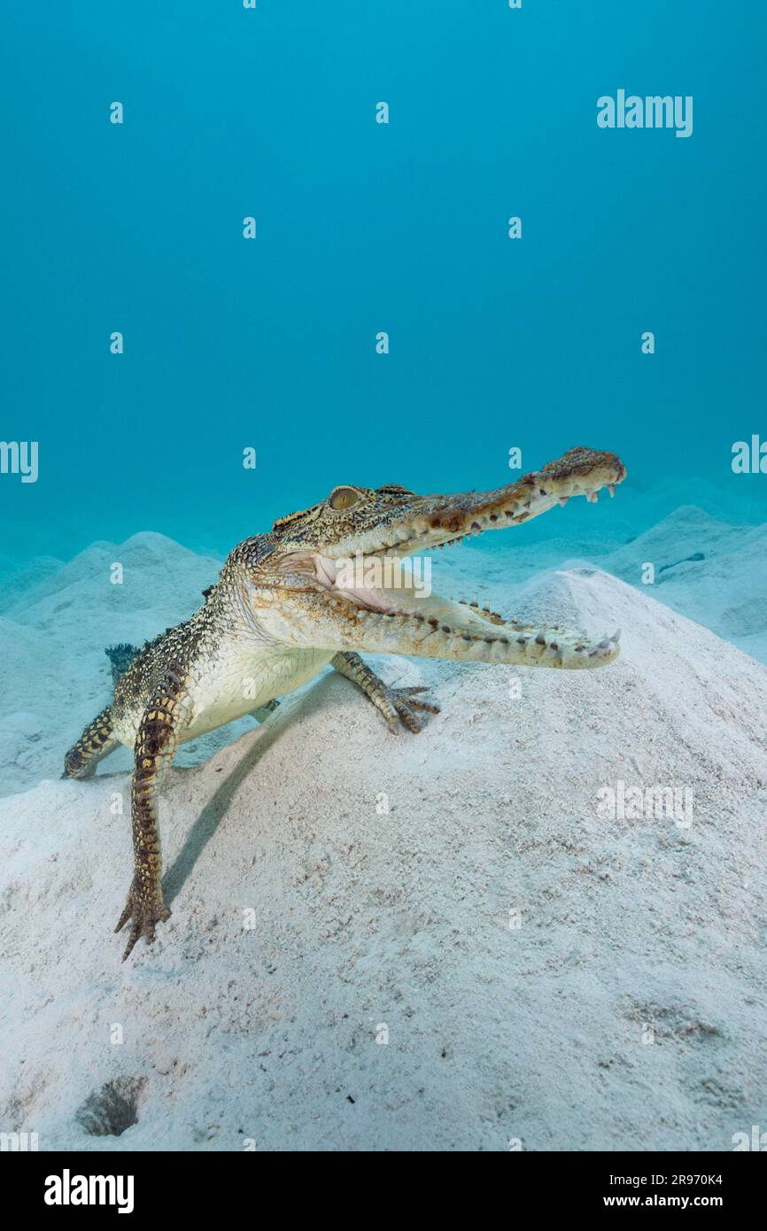 Coccodrillo di acqua salata (Crocodylus porosus), giovanile, grande Barriera Corallina, Queensland, Australia, Oceania Foto Stock